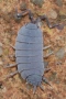  Изоподи, мокрици (Trichorhina tomentosa и Porcellionides pruinosus), снимка 4