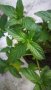 Джоджен, гьозум, , снимка 1 - Градински цветя и растения - 37004450