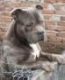 Мъжки питбул блу нос  (blue nose)  за разплод, снимка 2