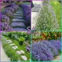Лавандула Севтополис-разсад,туфички,саксии…, снимка 6