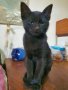 Мъжко черно котенце търси стопани, снимка 1 - Други - 43594090