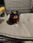 мини йоркширски териер , снимка 4