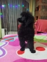 Мини пудел, снимка 11