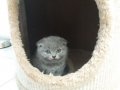 Шотландски клепоухи бебета , снимка 10