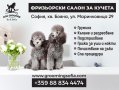 Професионален Груминг на Йорки в София Бояна, снимка 8