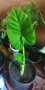 Трилистник стайно растение, снимка 1