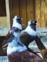 5 чифта Чирпански гълъби , снимка 1