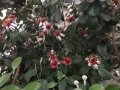 Ананасова Гуава, Фейхоа, Feijoa (Acca) sellowiana, растения и семена, снимка 5