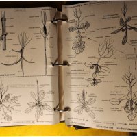 Atlas des Mauvaises herbes - Атлас на плевелите ( градинските), на френски, рядък, мин.тираж, цветен, снимка 7 - Енциклопедии, справочници - 43792122