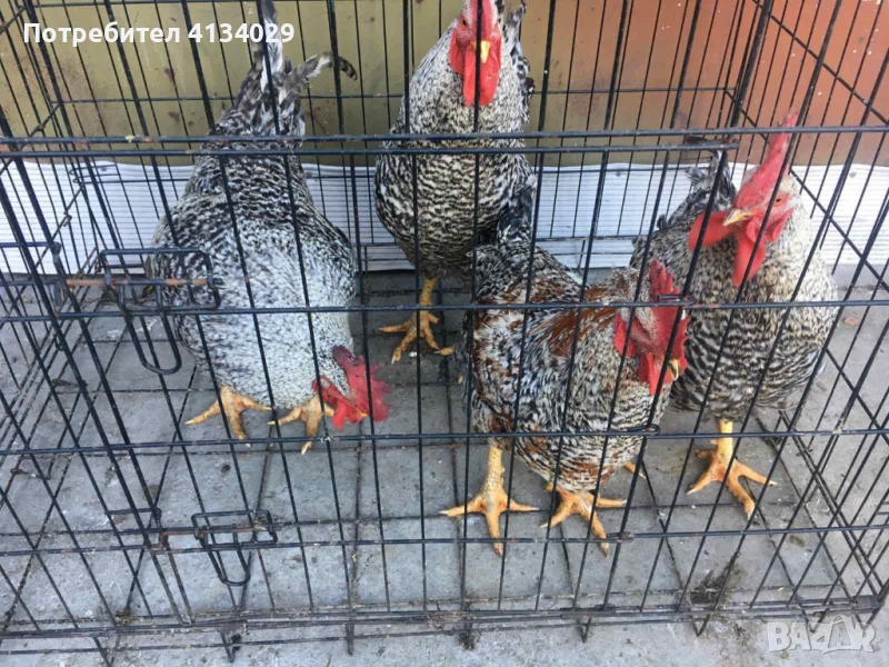 продавам млади домашни петли реколта пролет 2025 . 6лв/кг от от 2 до 5кг 1 бр 15 до 30лв, снимка 1