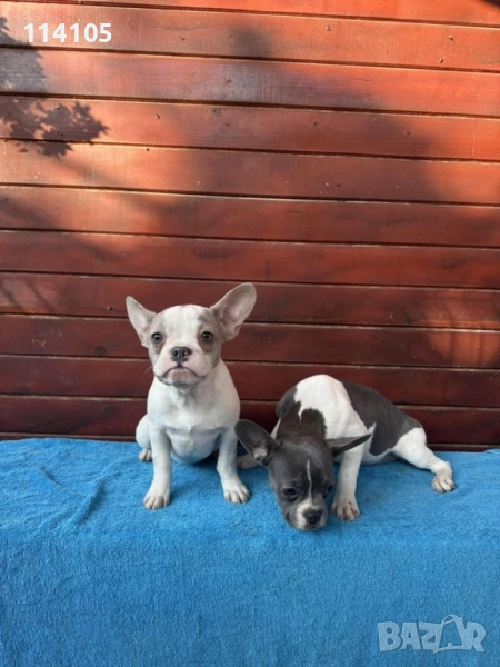 Френски булдочета, снимка 1