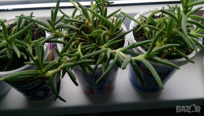 Продавам цветя Делосперма - розова, червена, жълта и бяла, снимка 1