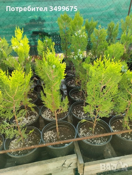 ТУЯ, снимка 1