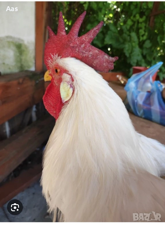 Петле легхорн, снимка 1