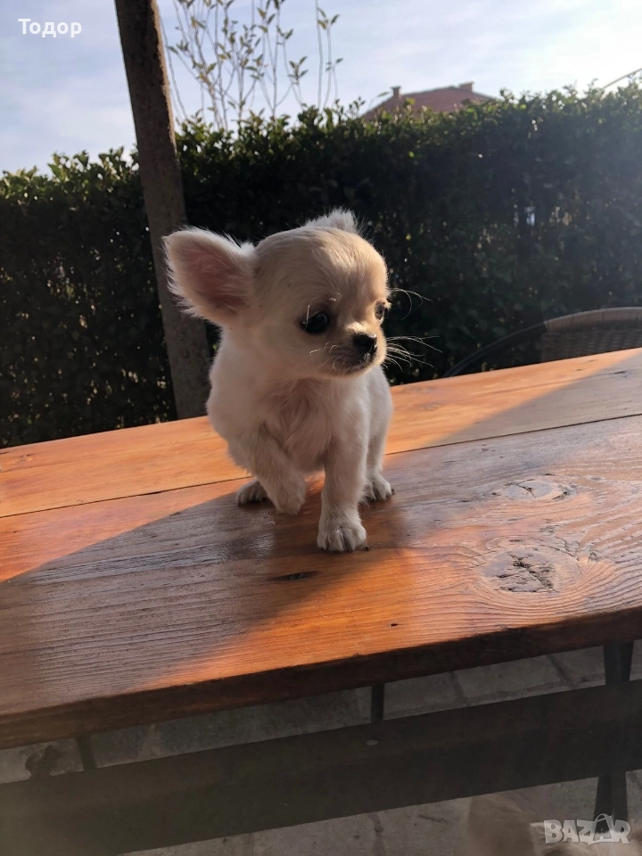 Продавам мини чихуахуа , снимка 1