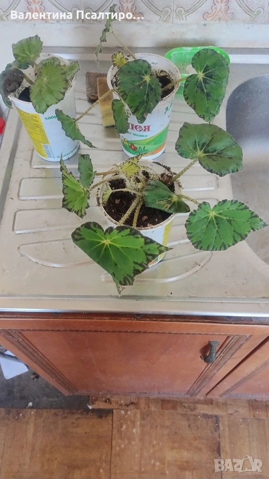 Тигрова бегония , снимка 1