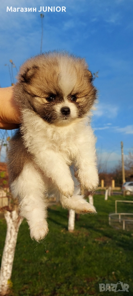 мини момче, снимка 1