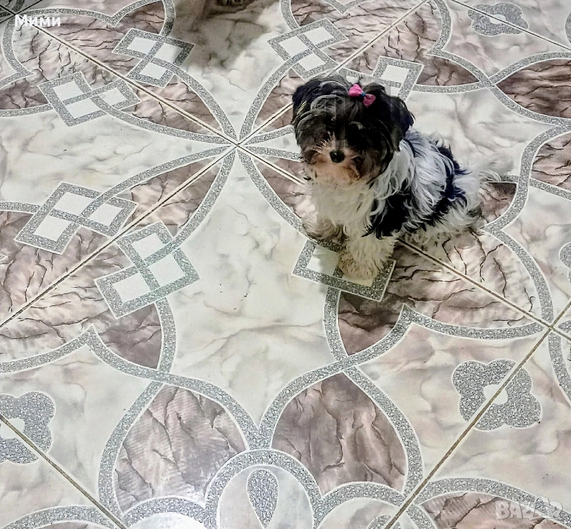 Бивър йоркширски териер , снимка 1