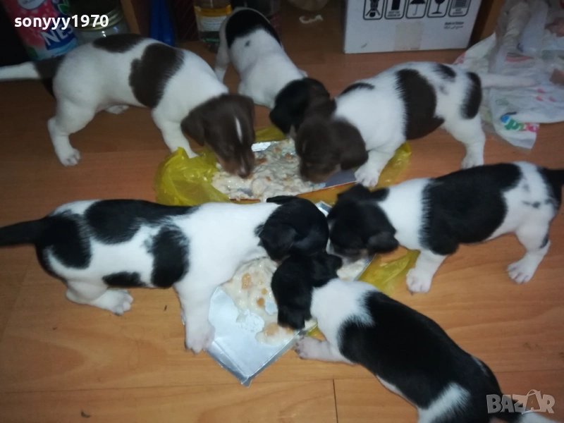 джак ръсел-кученце по избор 250лв за брой 1809250756, снимка 1