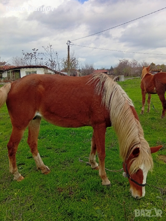 Кобила с ж.конче, снимка 1