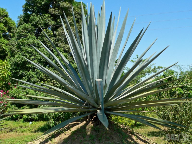 Сурова пудра захар от агаве, снимка 1