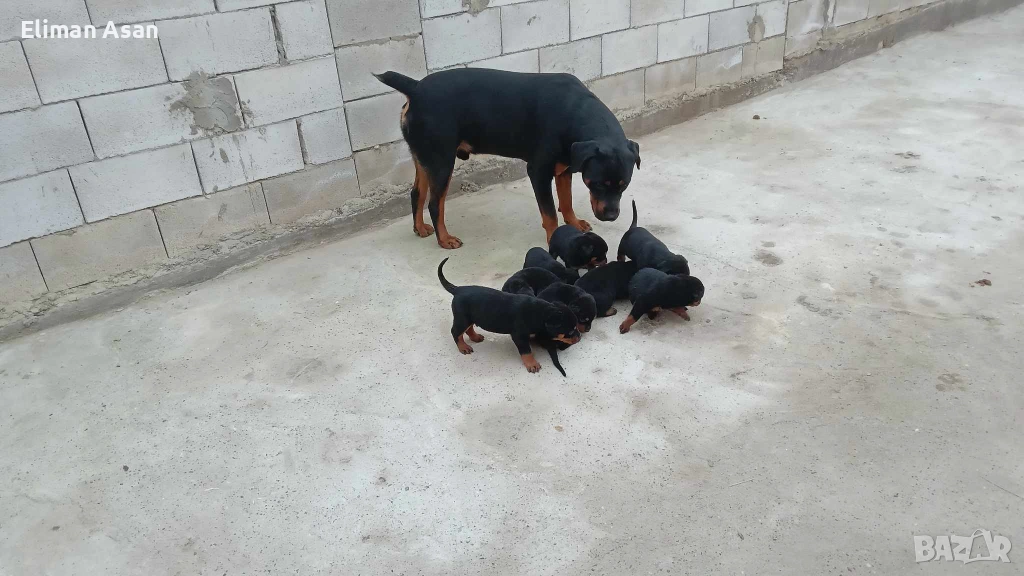 Rotwailer kucenca s vaksina , снимка 1