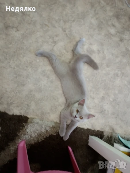 Британски котенца Британче БританчетаБританец, снимка 1