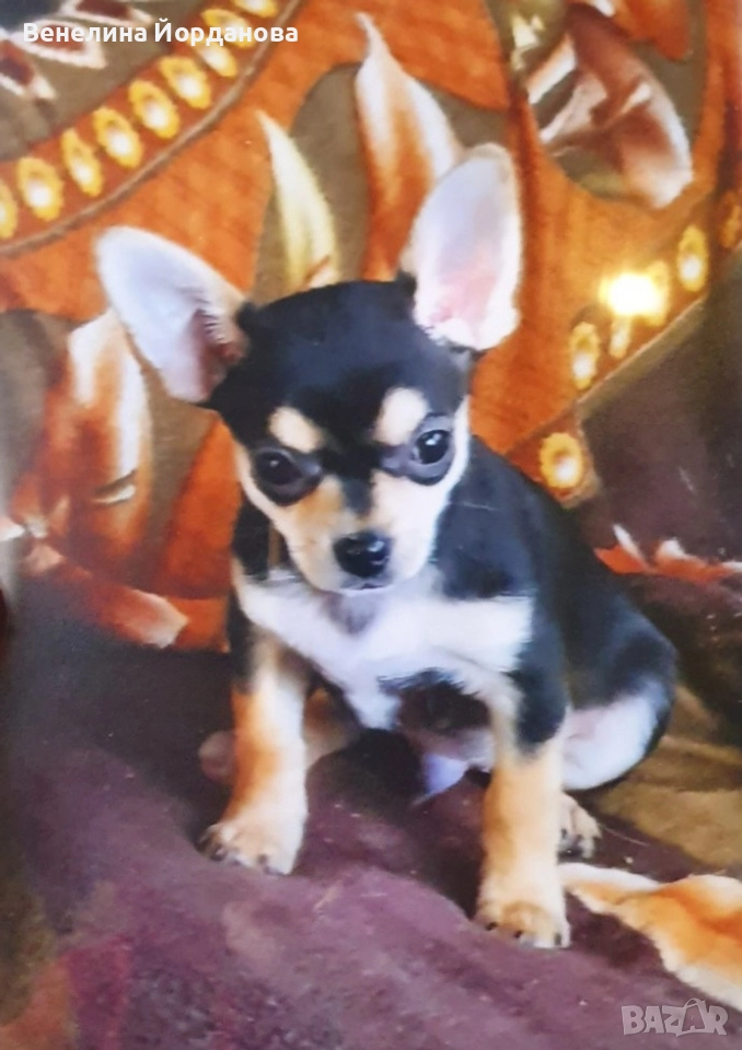 Мини чихуахуа две момченца, снимка 1