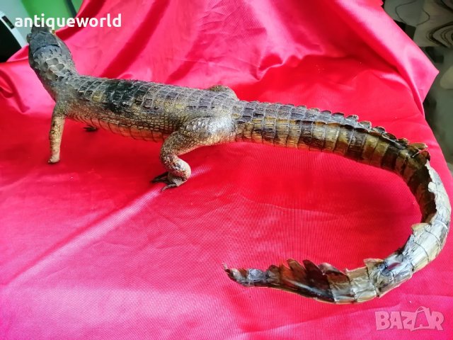 КРОКОДИЛ, снимка 5 - Антикварни и старинни предмети - 37947771