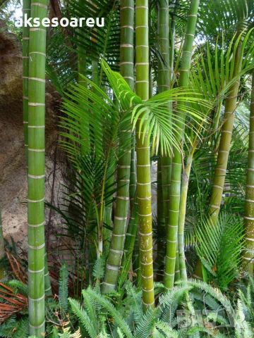 Качествени Семена от бамбук Bambusa arundinacea бързо растящи бамбукови растения за украса на дома, снимка 10 - Сортови семена и луковици - 50483666