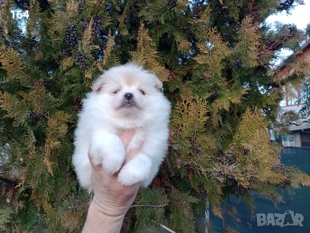 Женско Померанче.  Реални снимки от 15.02.26 г.  , снимка 5 - Померан - 53486458