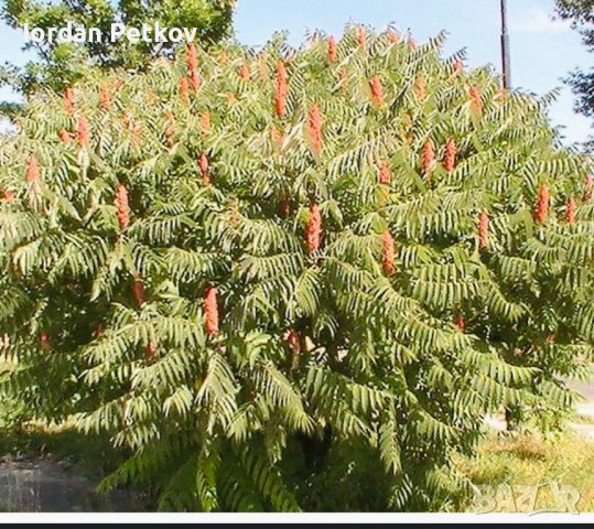 Рустифина дърво , снимка 5 - Разсади - 39458529