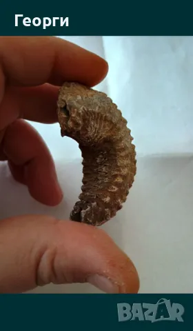 Фосил стрида, снимка 3 - Други ценни предмети - 50110044