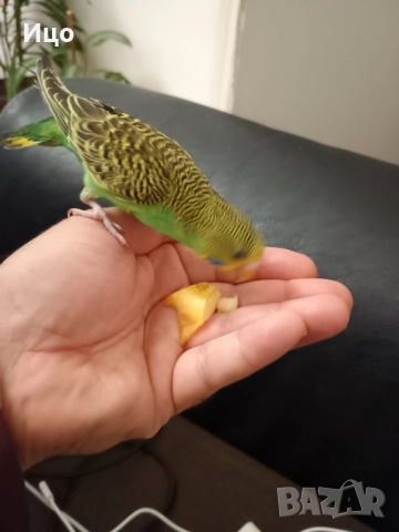 Социални вълнисти папагали, снимка 7 - Папагали - 52106934