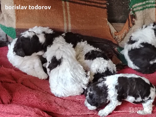 Лагото, снимка 1