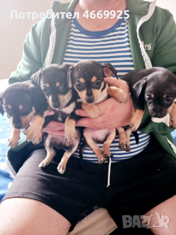 Продавам пинчери, снимка 5 - Пинчер - 52668622