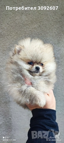 Померан момиче , снимка 3 - Померан - 53025312