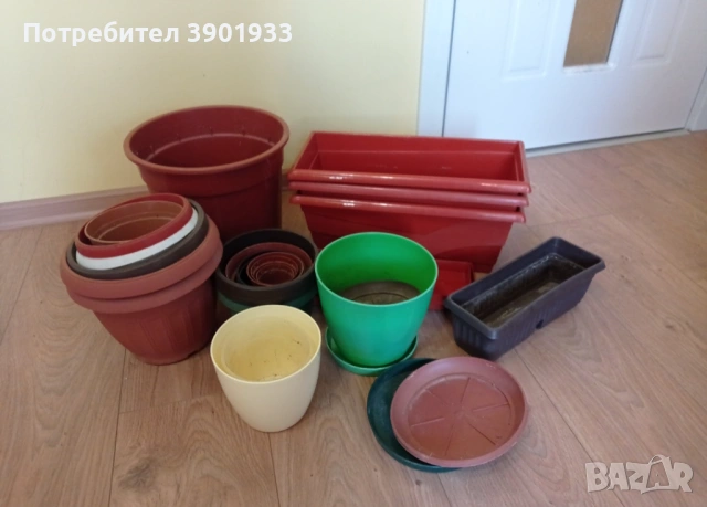 Саксии различни размери