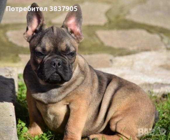 Френски булдоци, снимка 8 - Френски булдог - 52741771