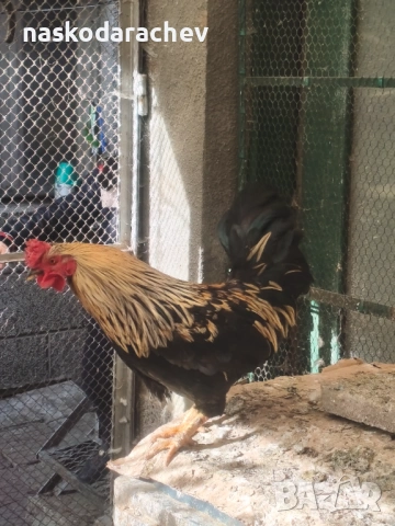 Продавам петли за клане за Петльовден или за разплод, снимка 12 - Кокошки и пуйки - 53021356