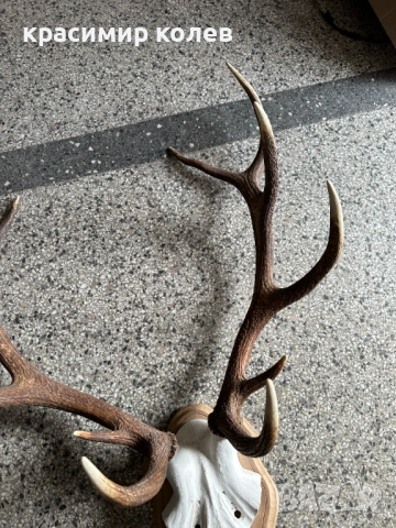 ловен трофей от благороден елен, снимка 4 - Антикварни и старинни предмети - 53393082