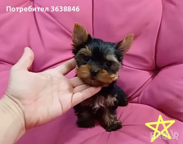 Мини йорки, снимка 7 - Йоркширски териер - 50403358