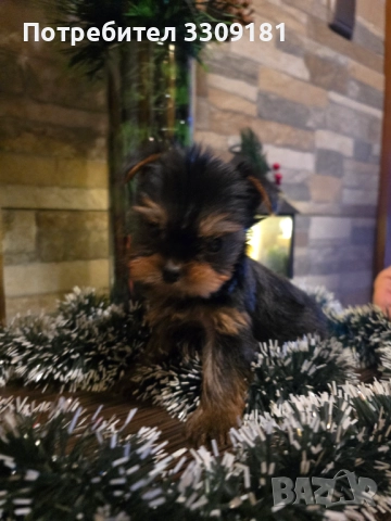 Йоркширски териер , снимка 2 - Йоркширски териер - 52865261