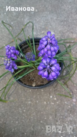 Мускари, снимка 2 - Градински цветя и растения - 28244507