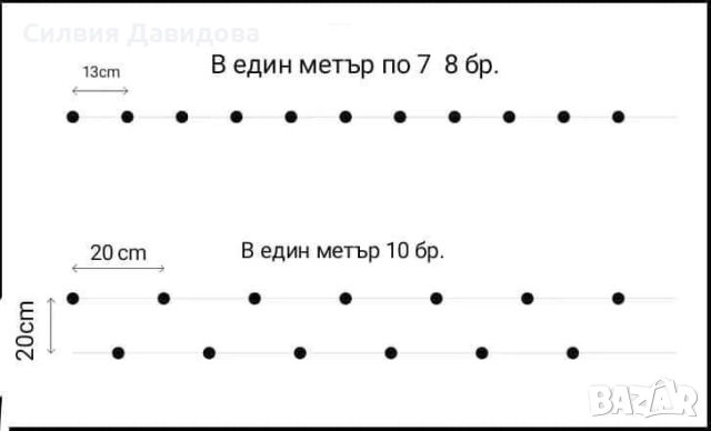 0.70 лв. Лигуструм на корен, снимка 5 - Градински цветя и растения - 52405753