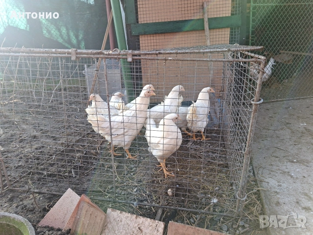 Кокошки и ярки бял лекхорни 