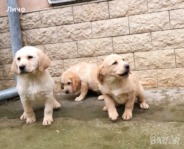 продавам лабрадори , снимка 2 - Лабрадор ретривър - 53054201