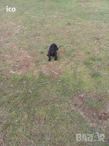 3 кученца курцхаар/кокер, снимка 8 - Курцхаар - 52969383