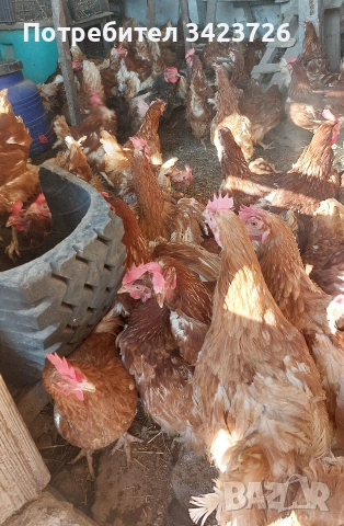 домашни кокошки ломан браун , снимка 2 - Кокошки и пуйки - 53129799