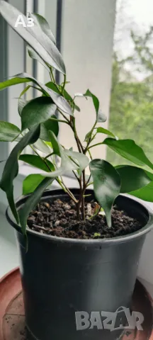 Продавам Бенджамини, височина 30-35 см, снимка 5 - Стайни растения - 49896679